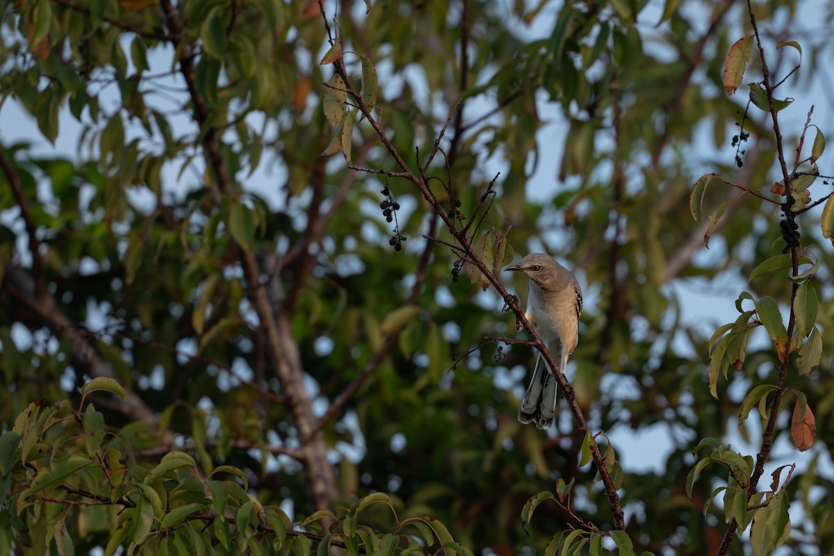 Northern Mockingbird - ML642976626