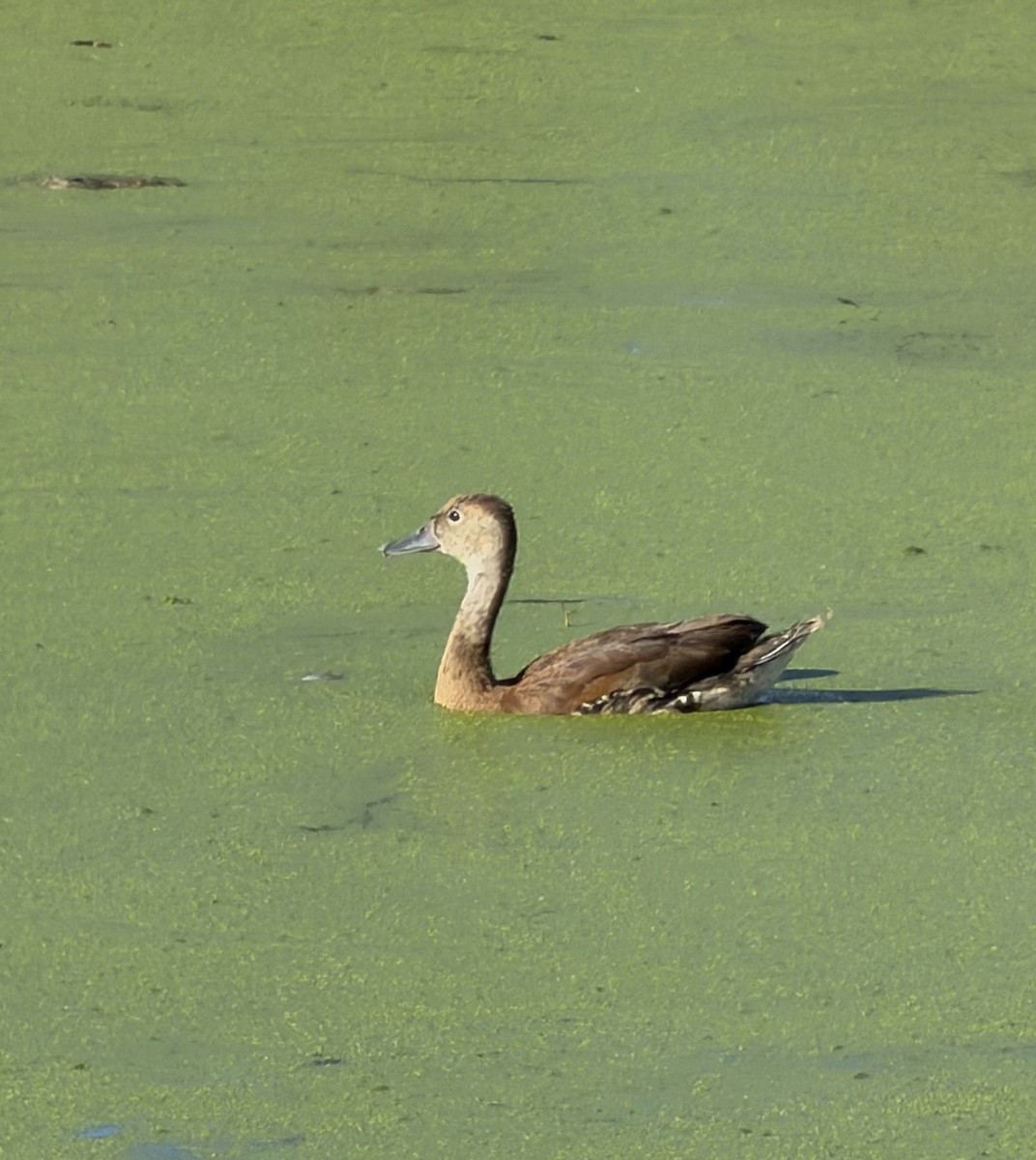 Black-bellied Whistling-Duck - ML642976630