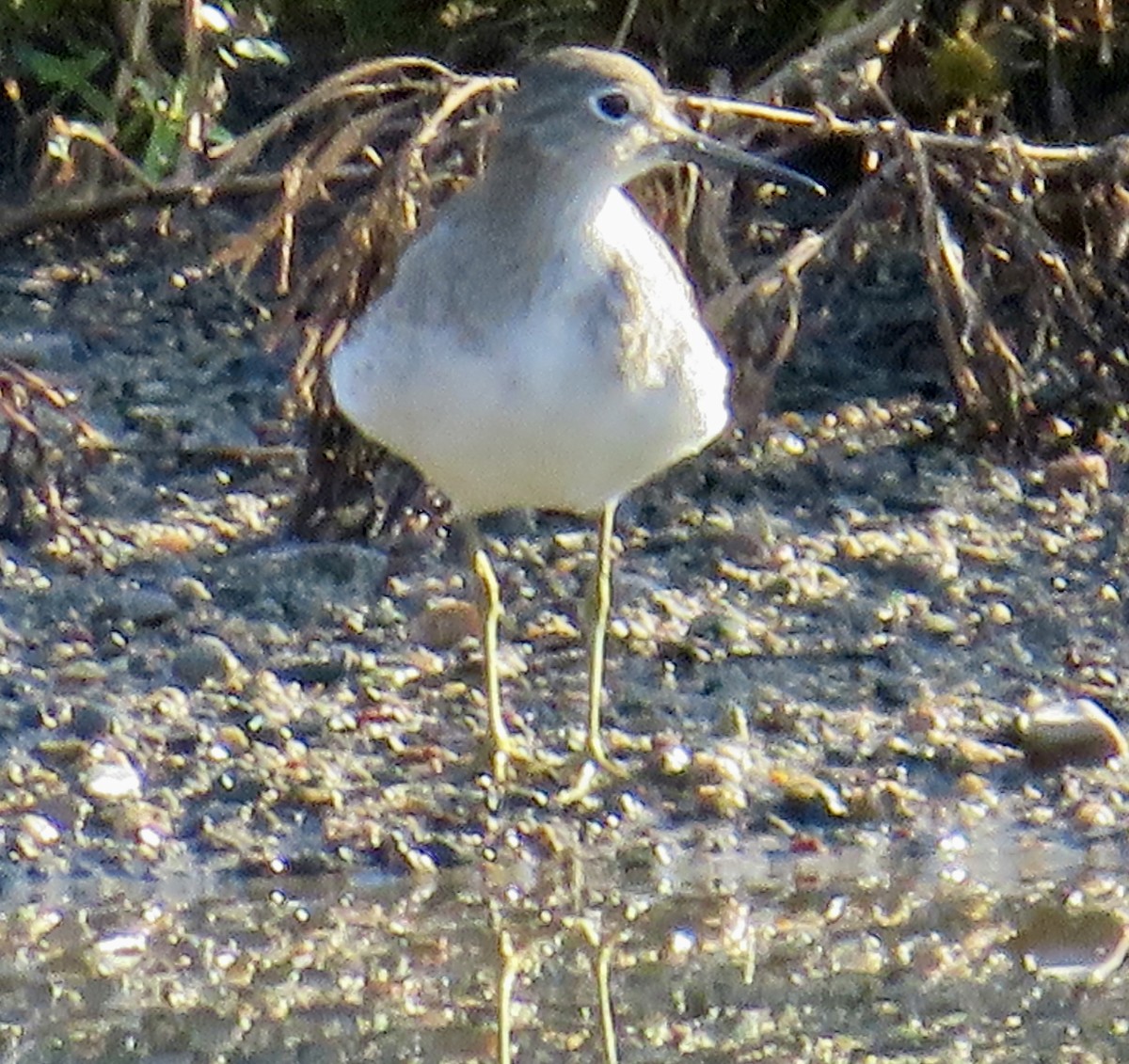 Solitary Sandpiper - ML642976638