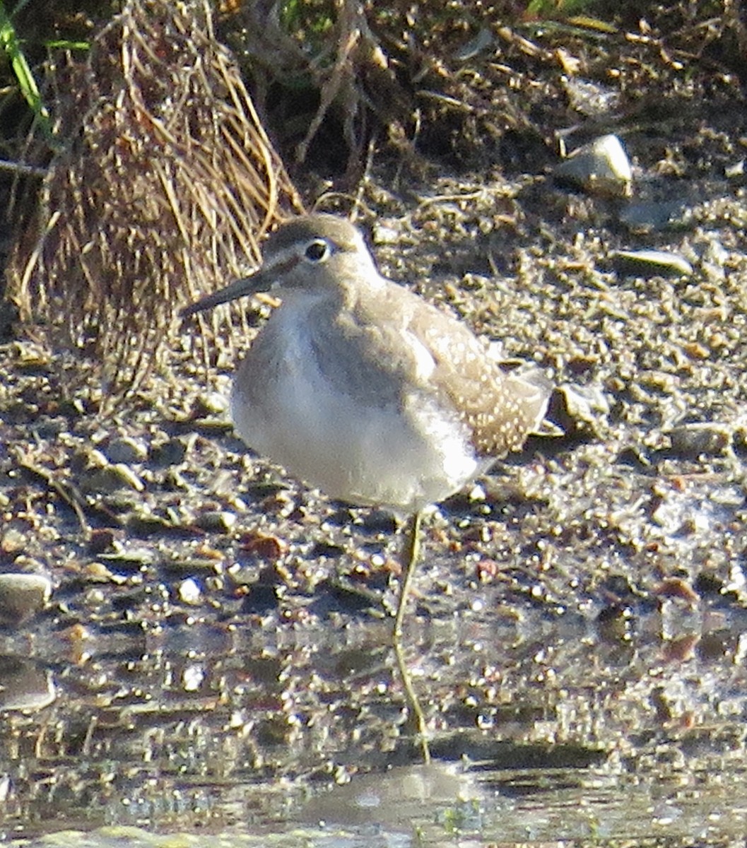 Solitary Sandpiper - ML642976639