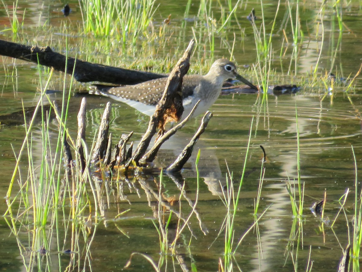 Solitary Sandpiper - ML642976640