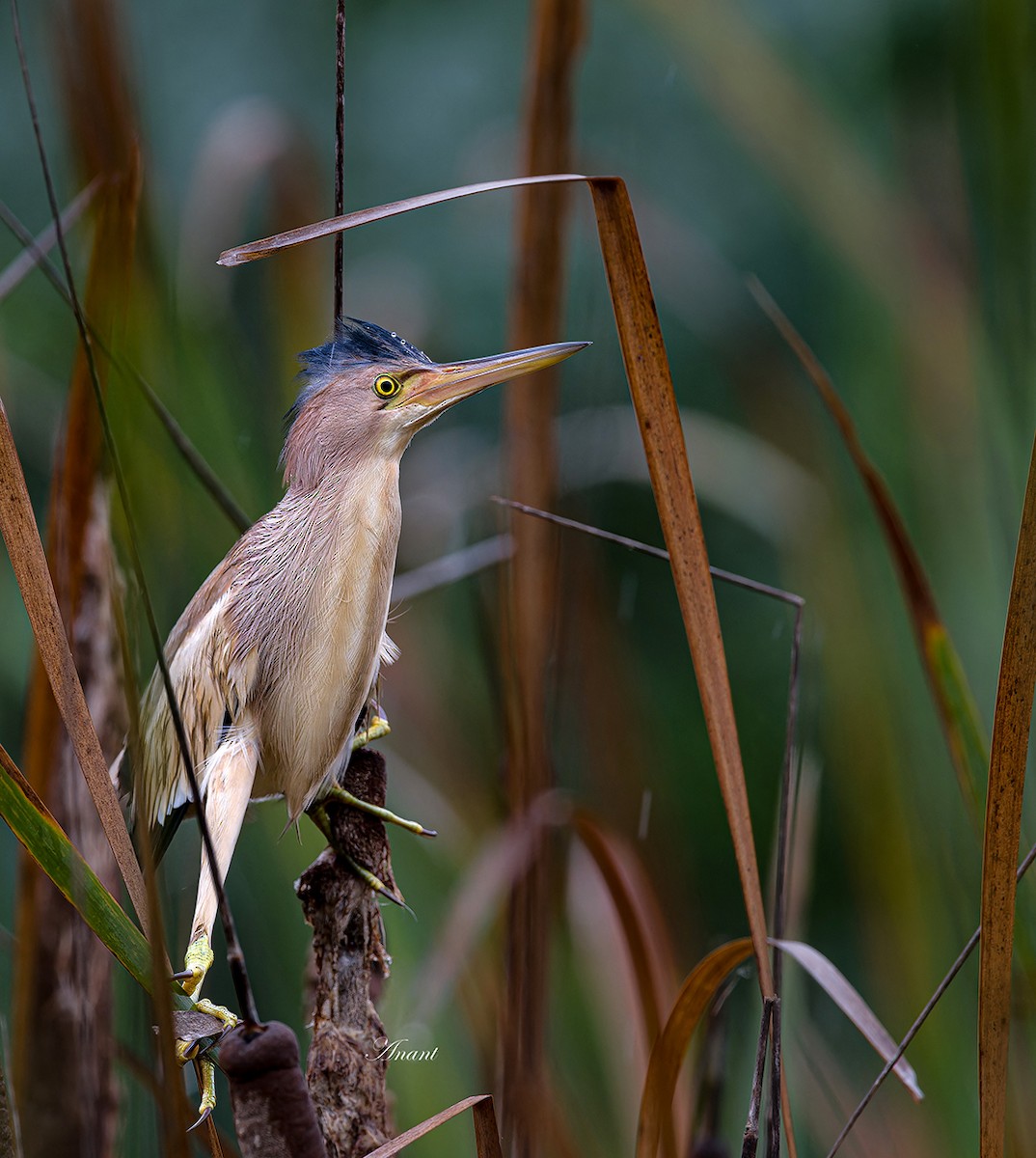 Yellow Bittern - ML642976641