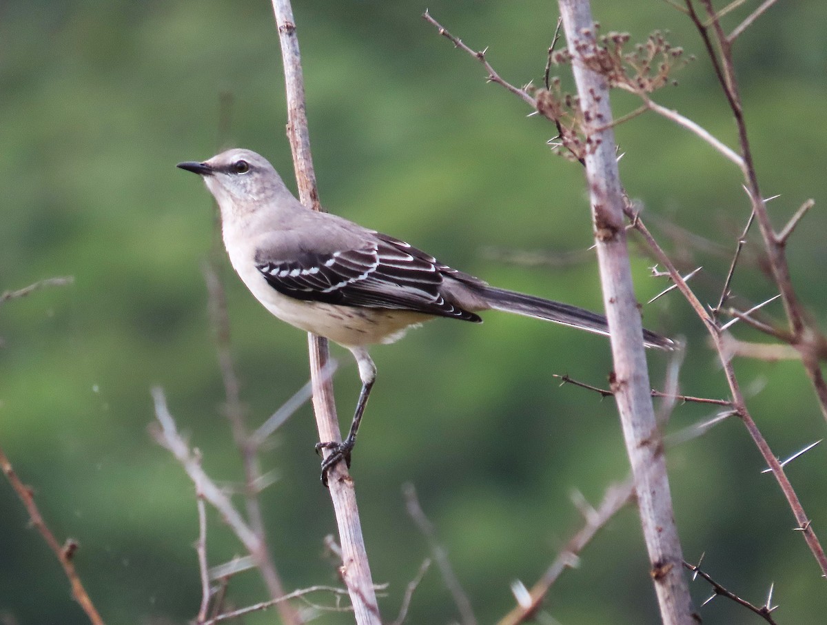 Tropical Mockingbird - ML642976644