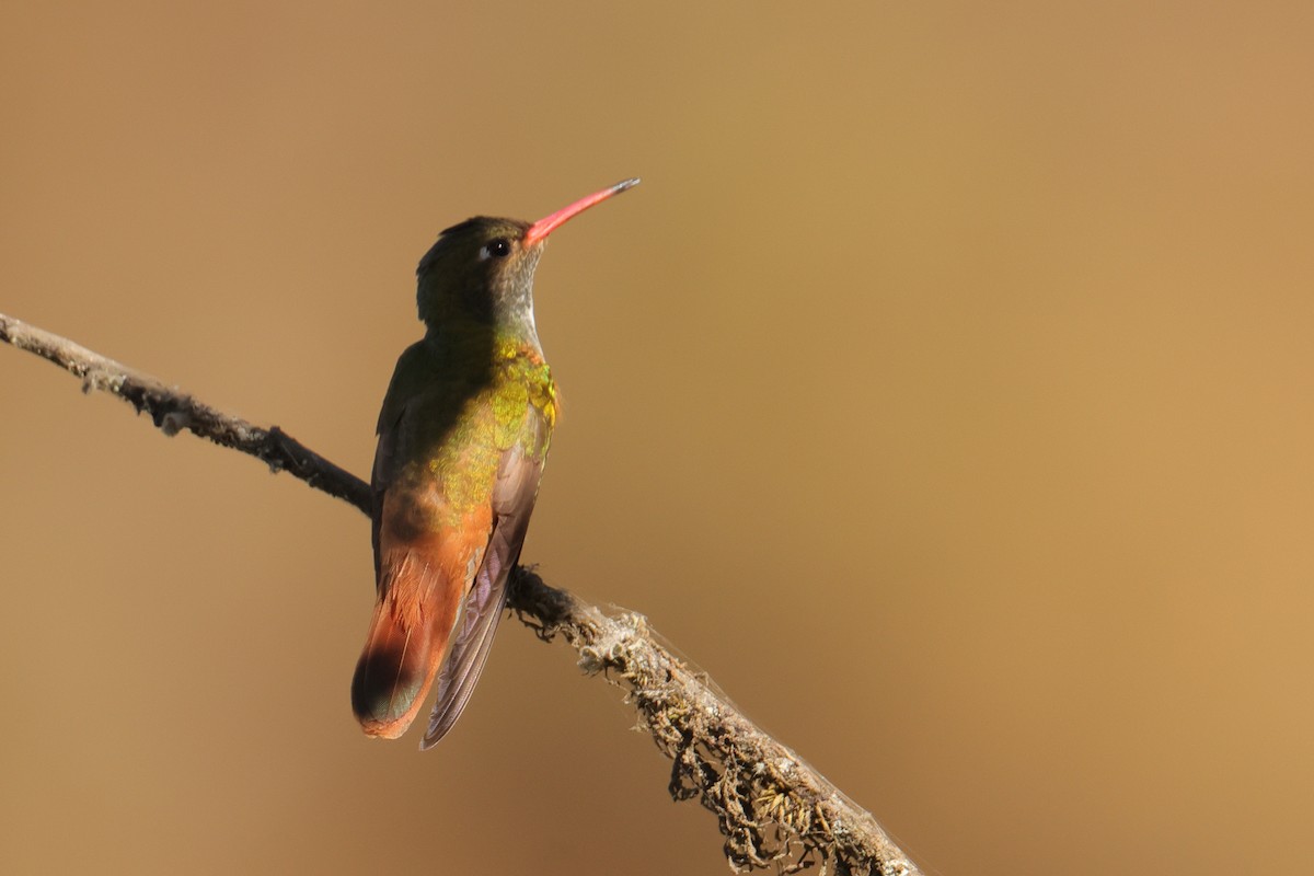 Amazilia Hummingbird - ML642976660