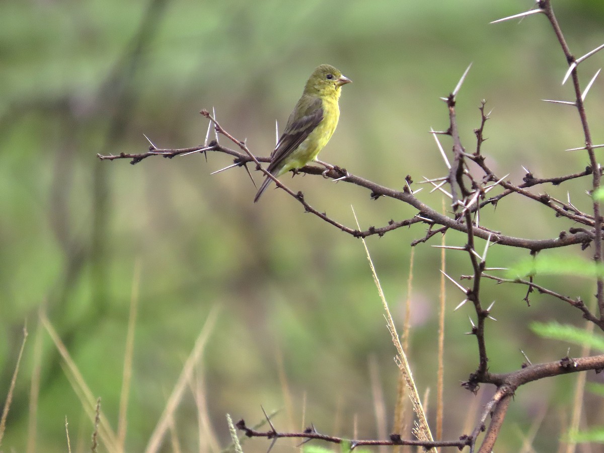 Lesser Goldfinch - ML642976664