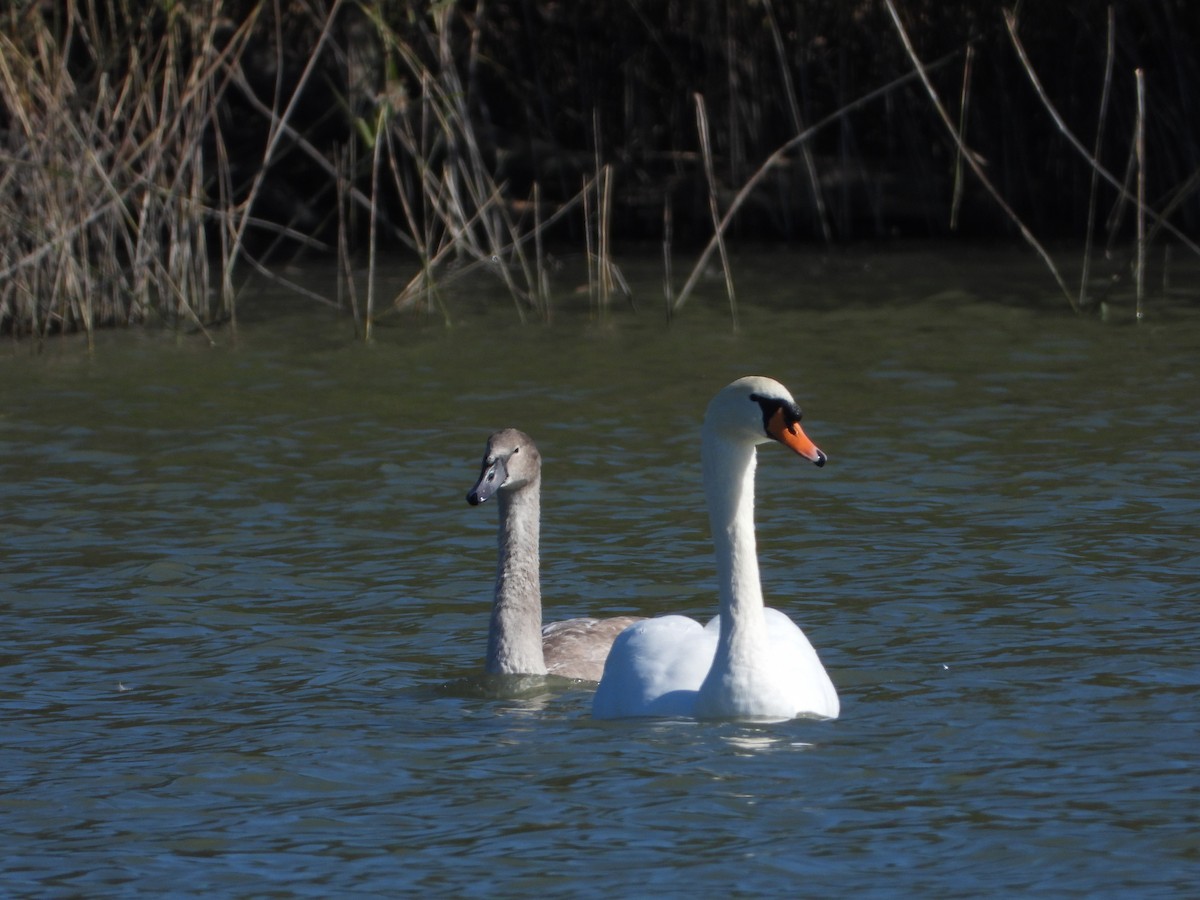 Mute Swan - ML642976666