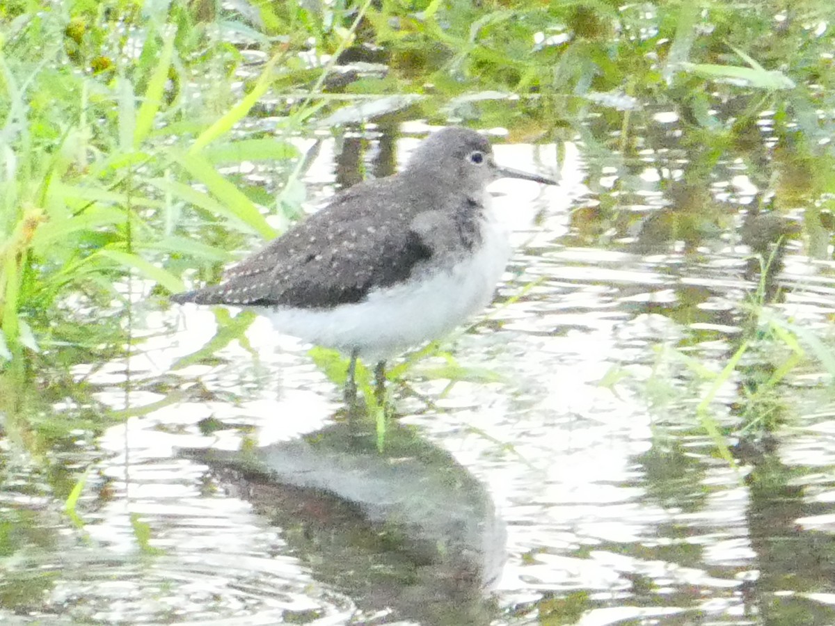 Solitary Sandpiper - ML642976669