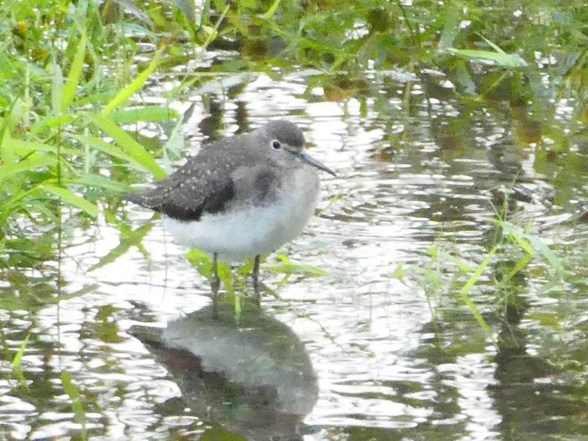 Solitary Sandpiper - ML642976670