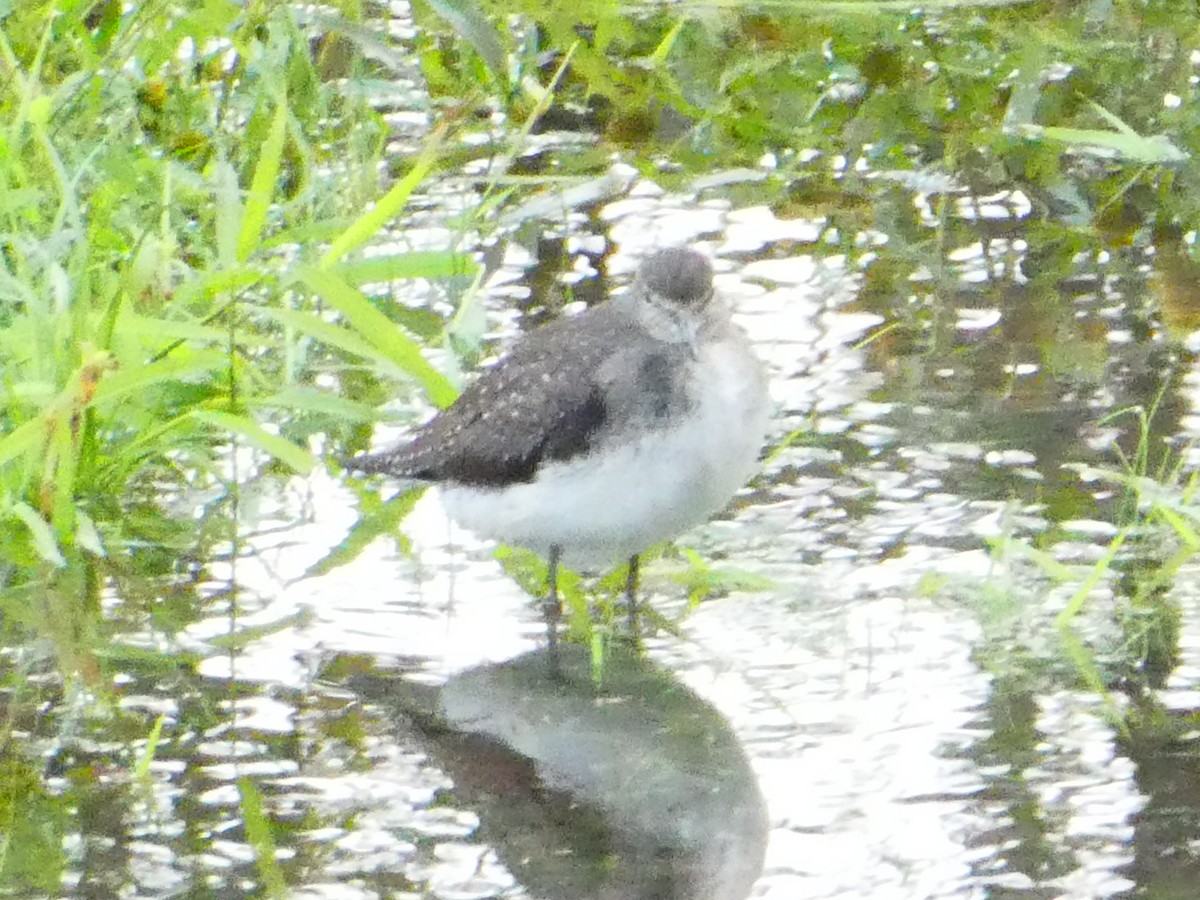 Solitary Sandpiper - ML642976672
