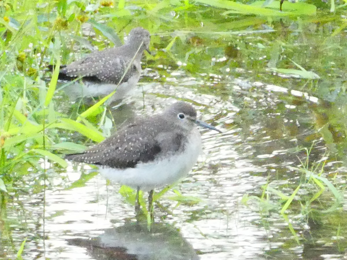 Solitary Sandpiper - ML642976673