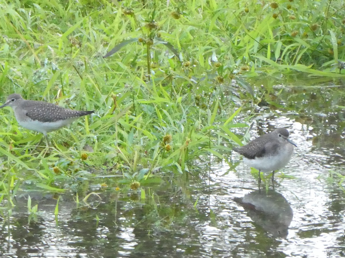 Solitary Sandpiper - ML642976674