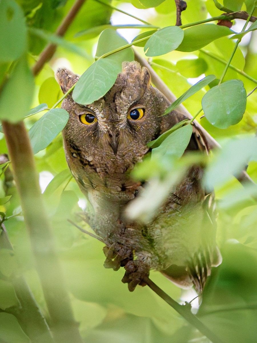 Oriental Scops-Owl - ML642976681
