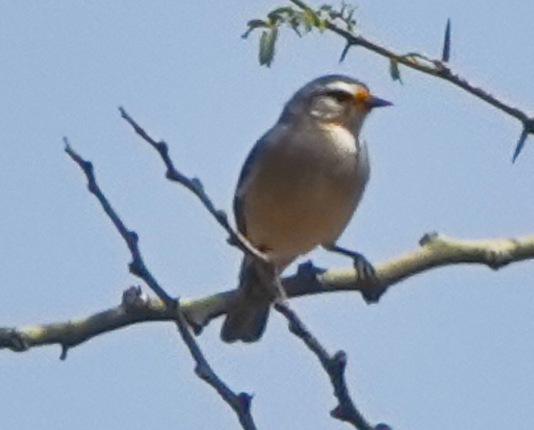 Cinereous Conebill - ML642976683