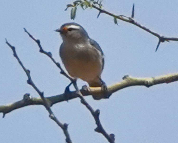 Cinereous Conebill - ML642976684