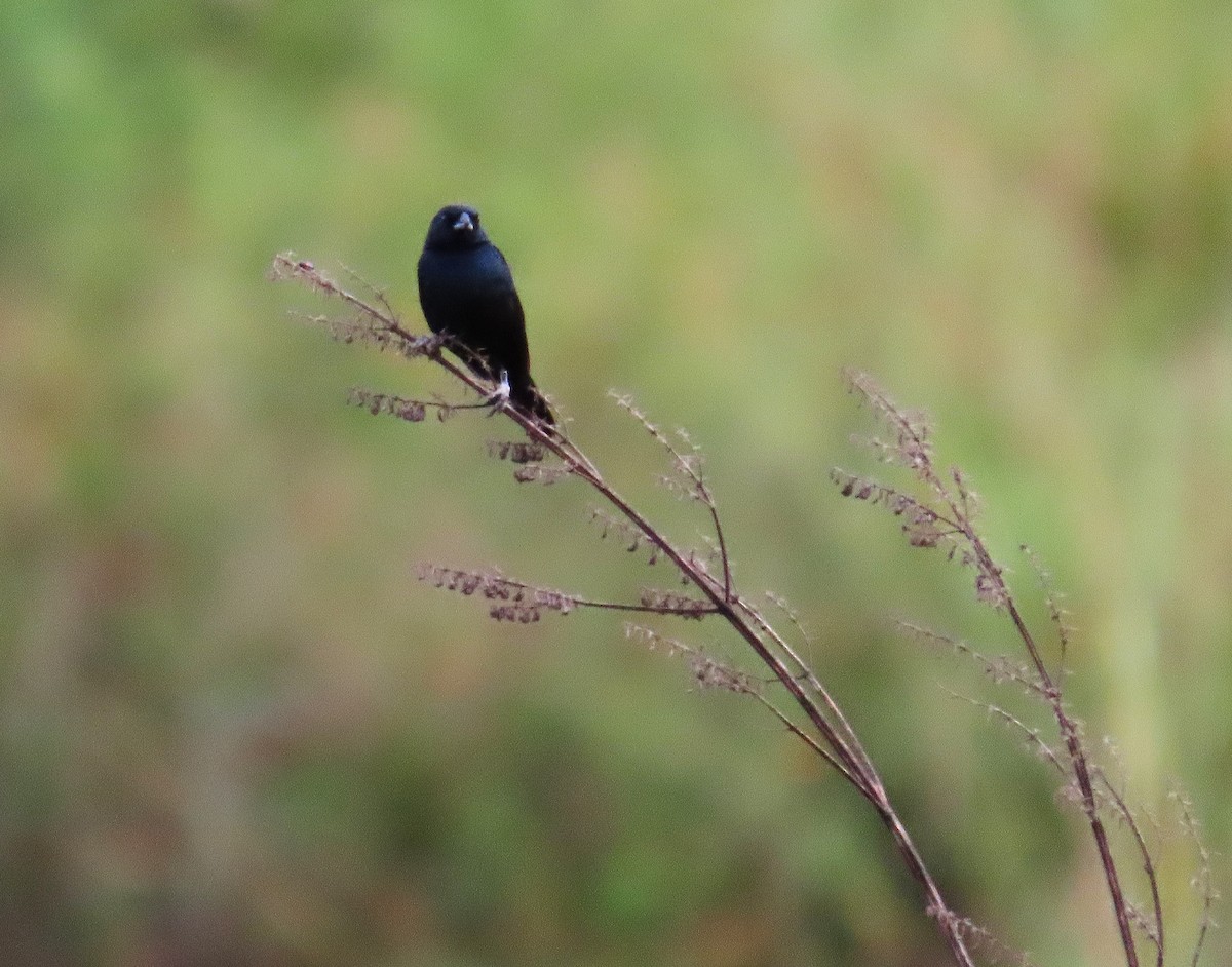 Blue-black Grassquit - ML642976704