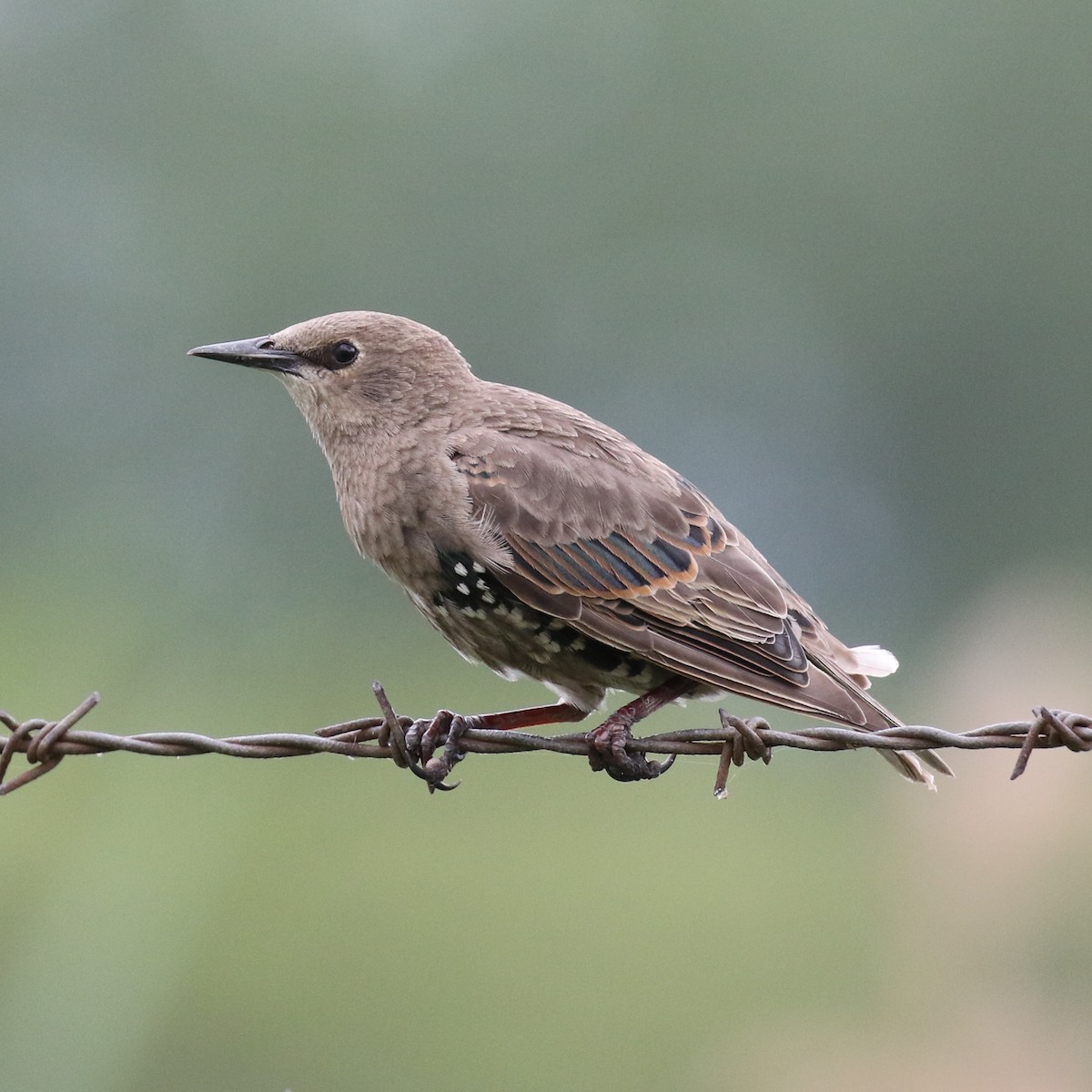 European Starling - ML64297671