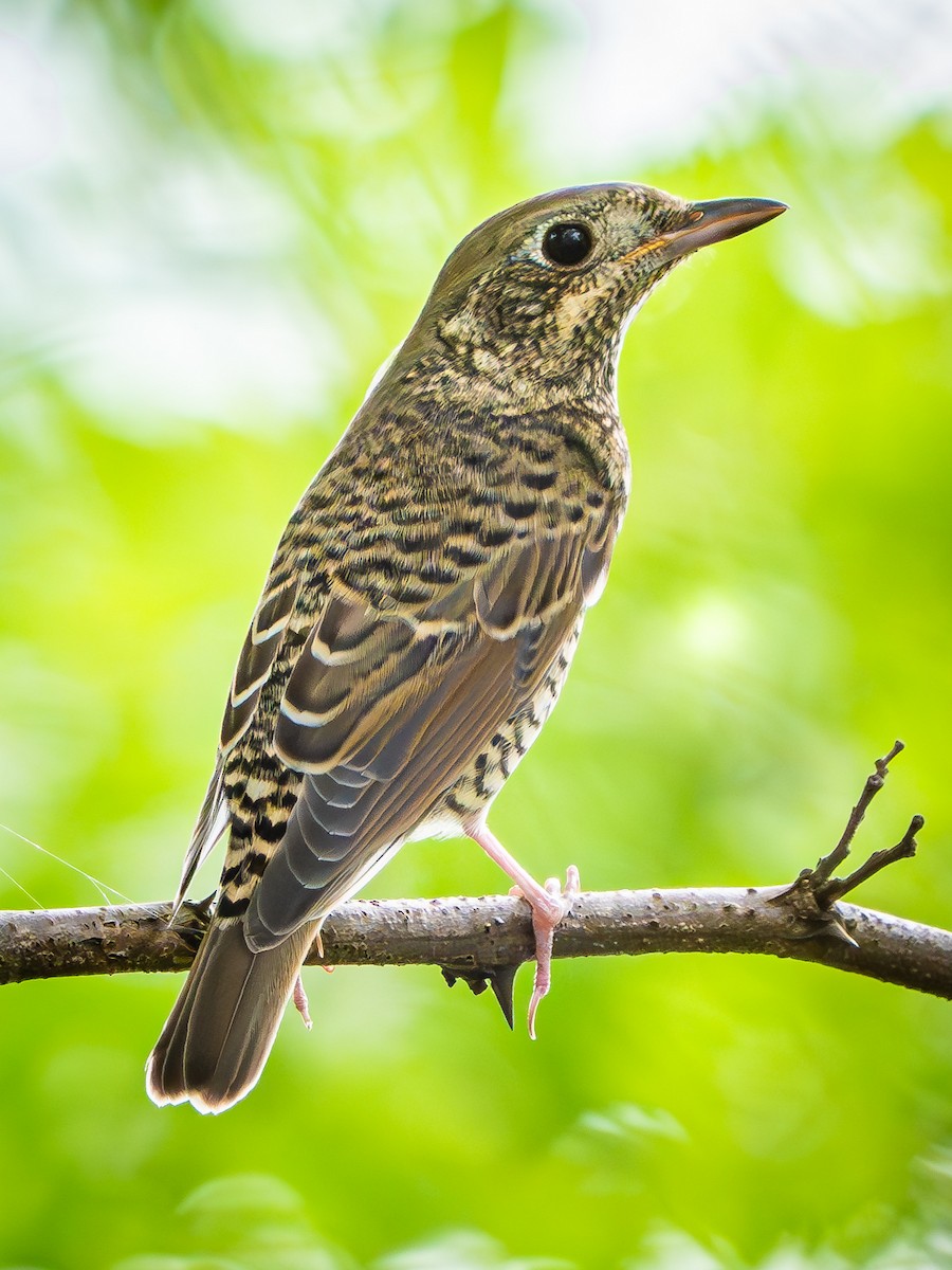 White-throated Rock-Thrush - ML642976710