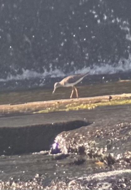 Lesser Yellowlegs - ML642976746