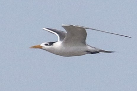 Great Crested Tern - ML642976753