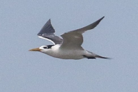 Great Crested Tern - ML642976754