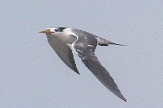 Great Crested Tern - ML642976755