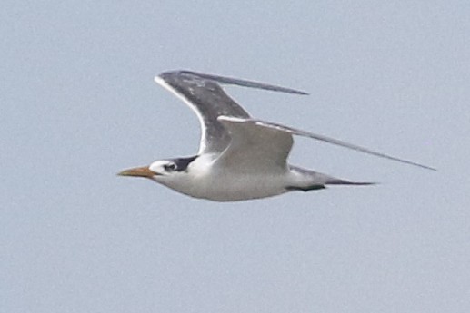 Great Crested Tern - ML642976756
