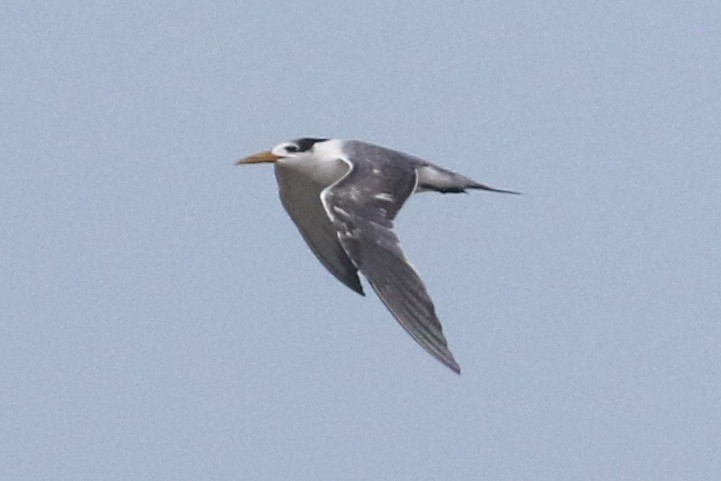 Great Crested Tern - ML642976757