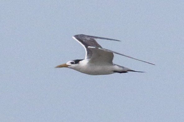 Great Crested Tern - ML642976758