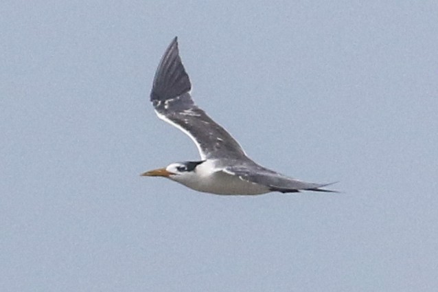 Great Crested Tern - ML642976759