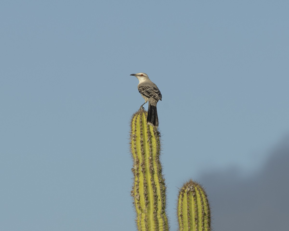 Tropical Mockingbird - ML642976780