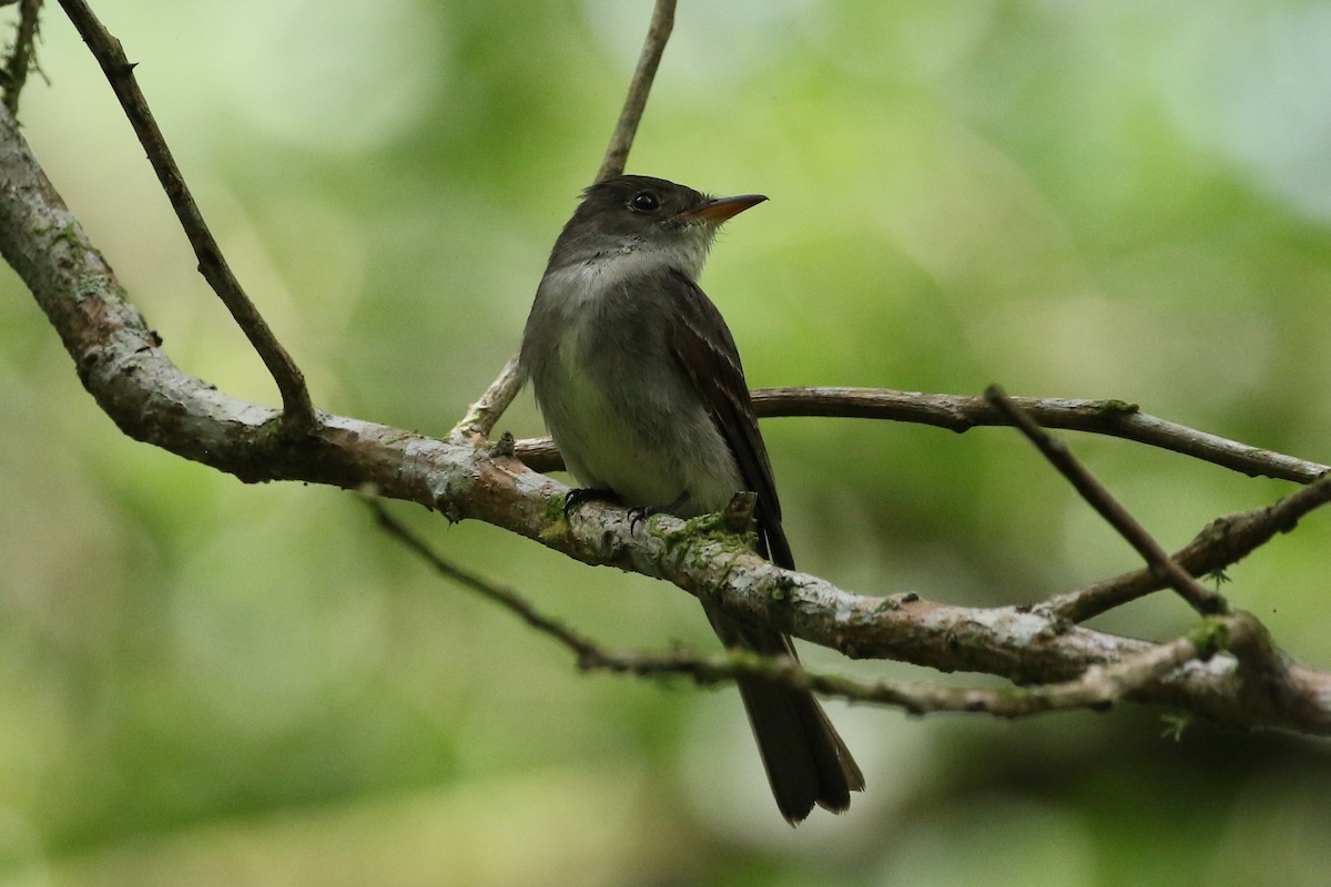 Northern Tropical Pewee - ML642976791
