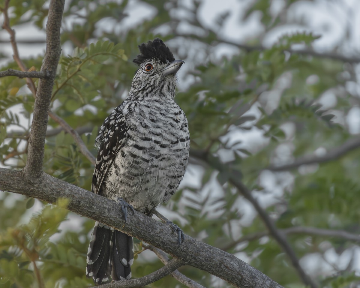 Bindenameisenwürger (capistratus) - ML642976794