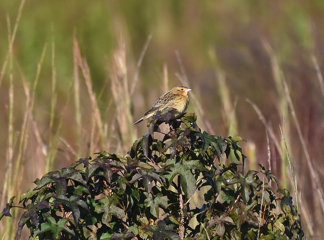 Bobolink - ML642976819