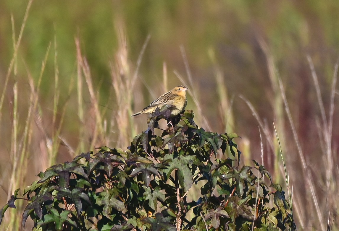 Bobolink - ML642976821
