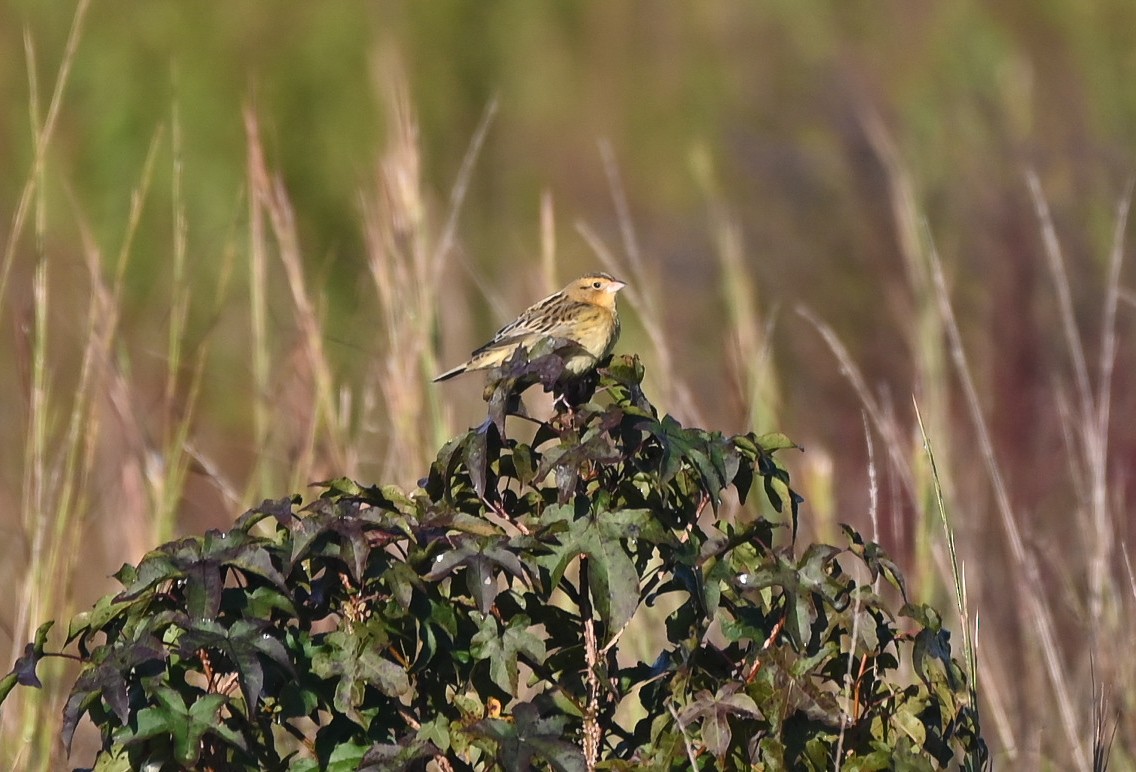 Bobolink - ML642976822