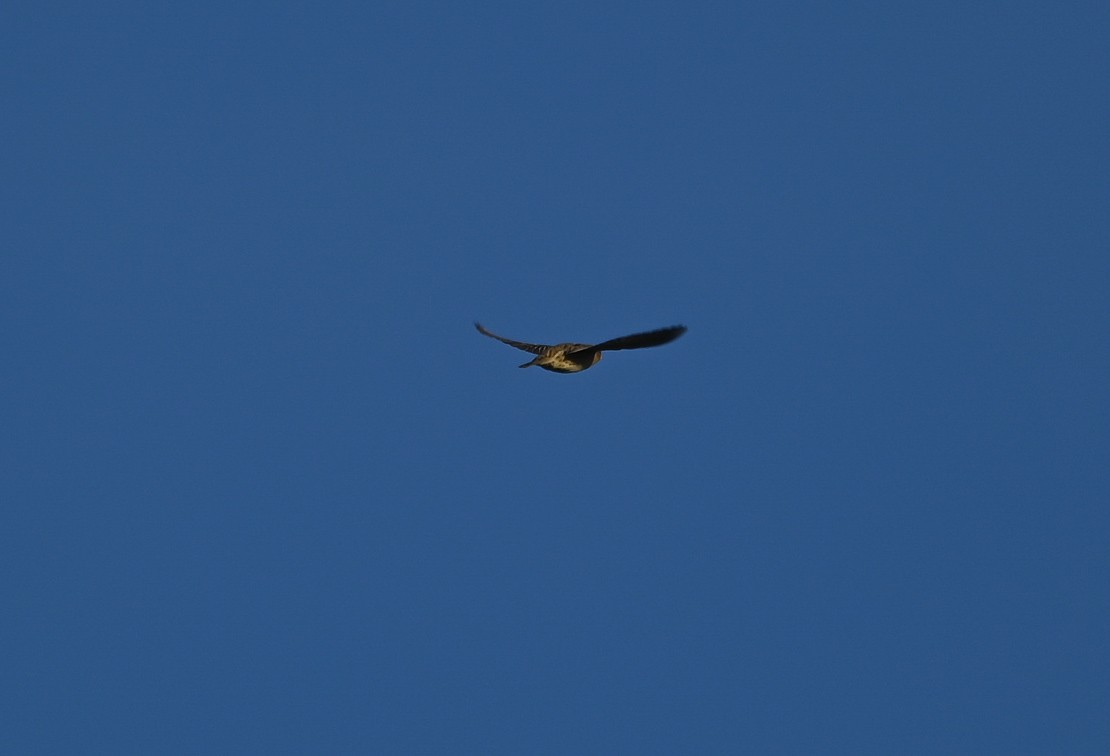 Bobolink - ML642976823