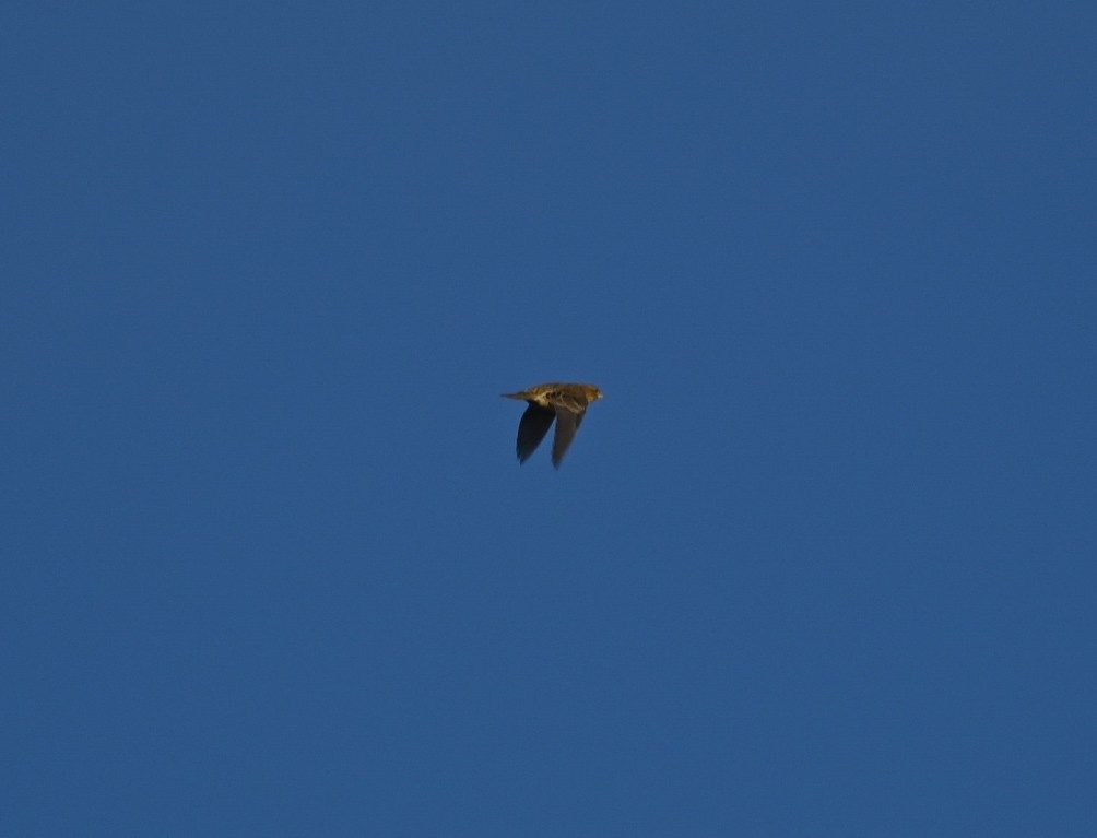 Bobolink - ML642976824