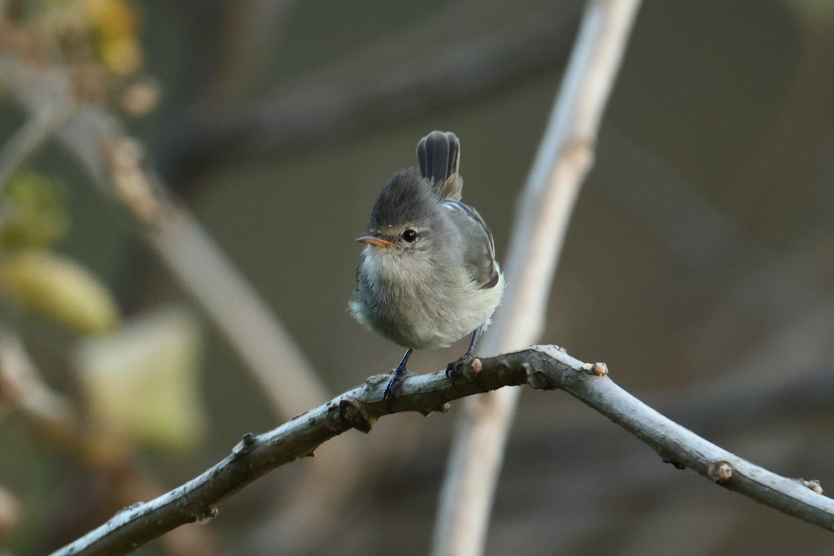 Southern Beardless-Tyrannulet - ML642976826
