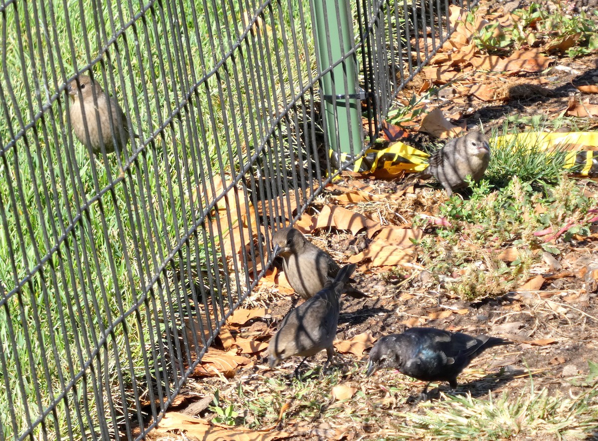 Brown-headed Cowbird - ML642976838