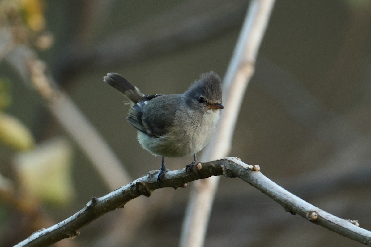 Southern Beardless-Tyrannulet - ML642976840