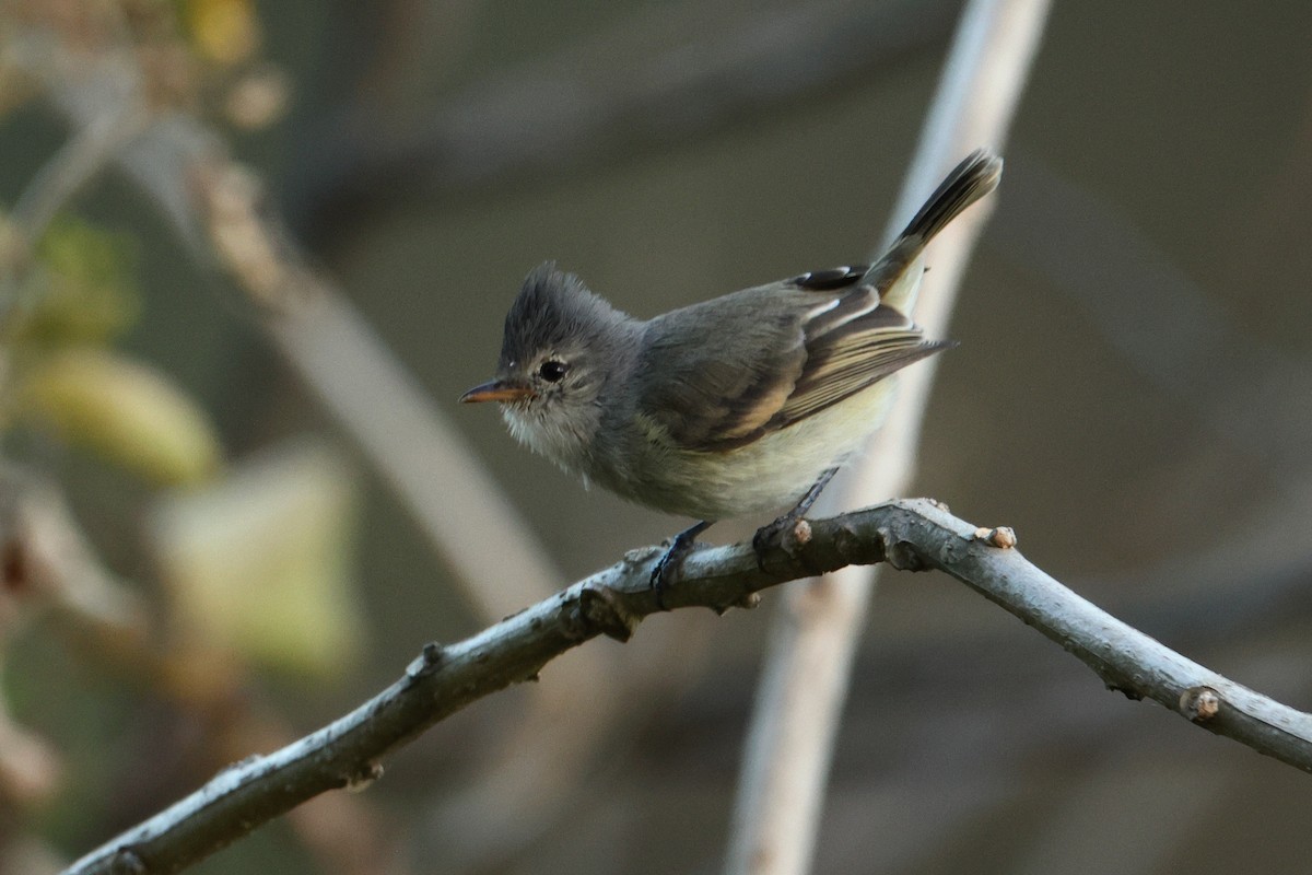 Southern Beardless-Tyrannulet - ML642976853