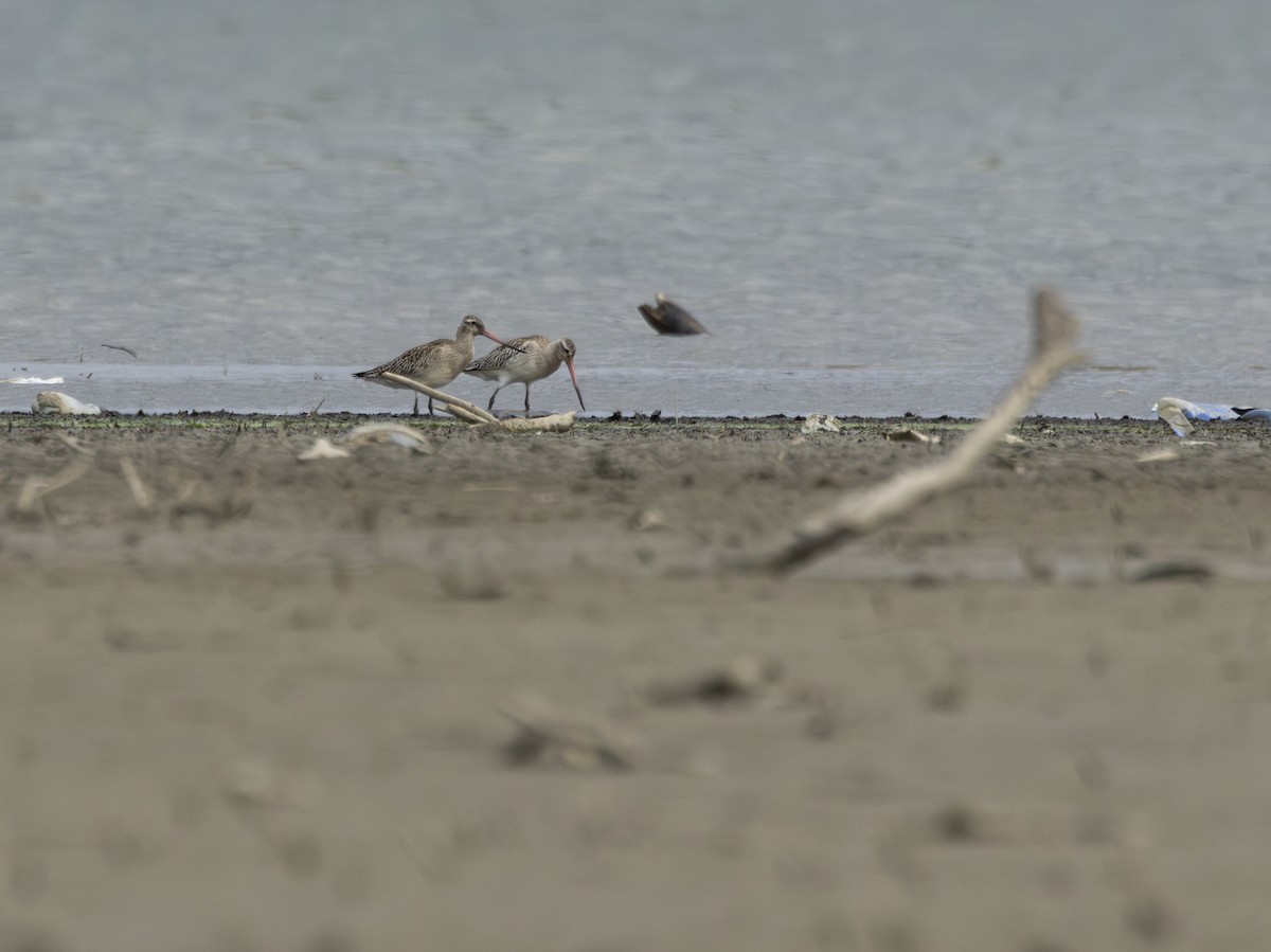 Хурган цууцал - ML642976879