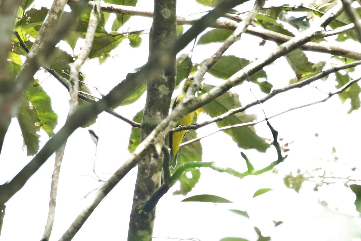 White-winged Tanager - ML642976884