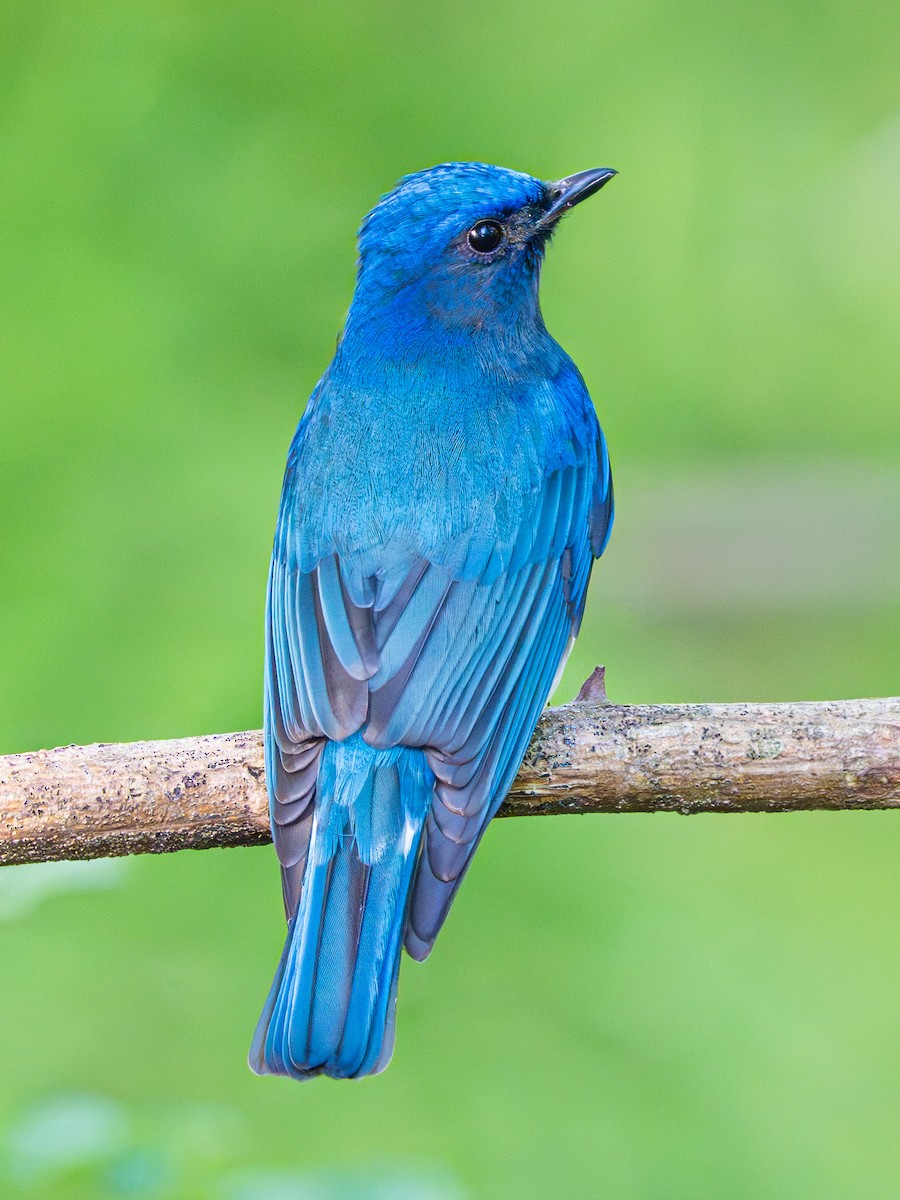 Blue-and-white Flycatcher - ML642976902