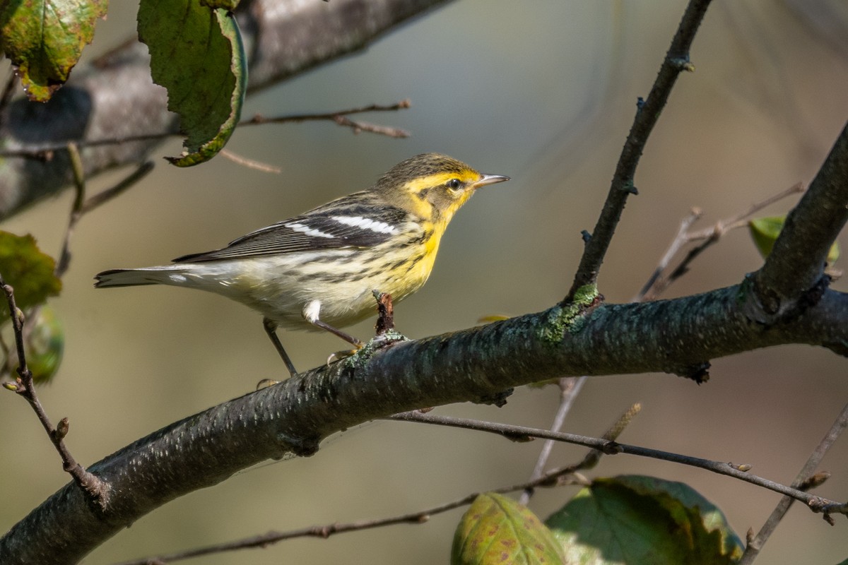 Blackburnian Warbler - ML642976910