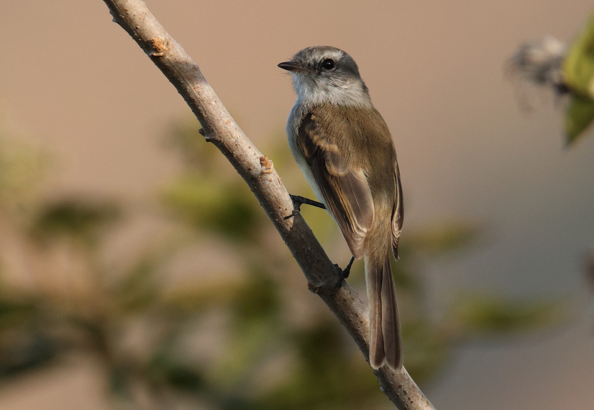 Tumbesian Tyrannulet - ML642976911