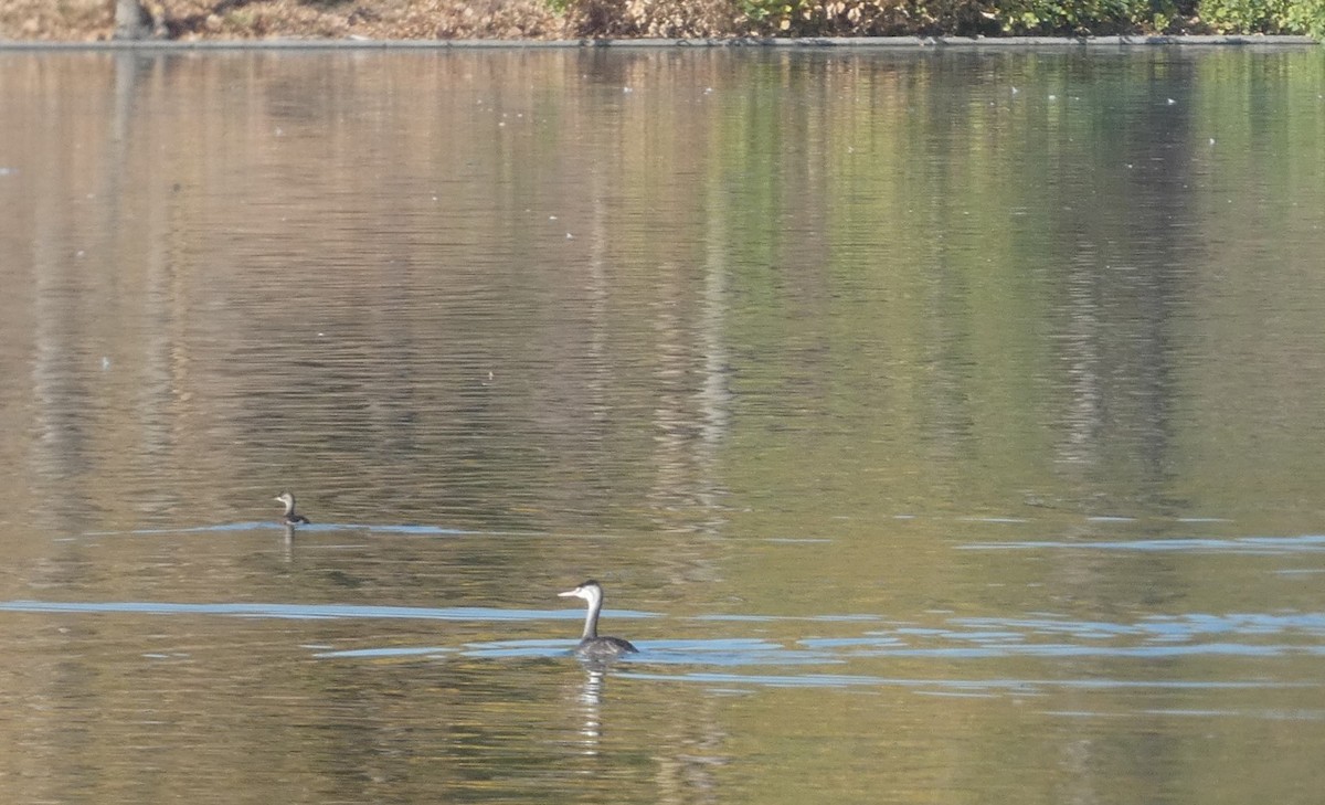 Great Crested Grebe - ML642976916