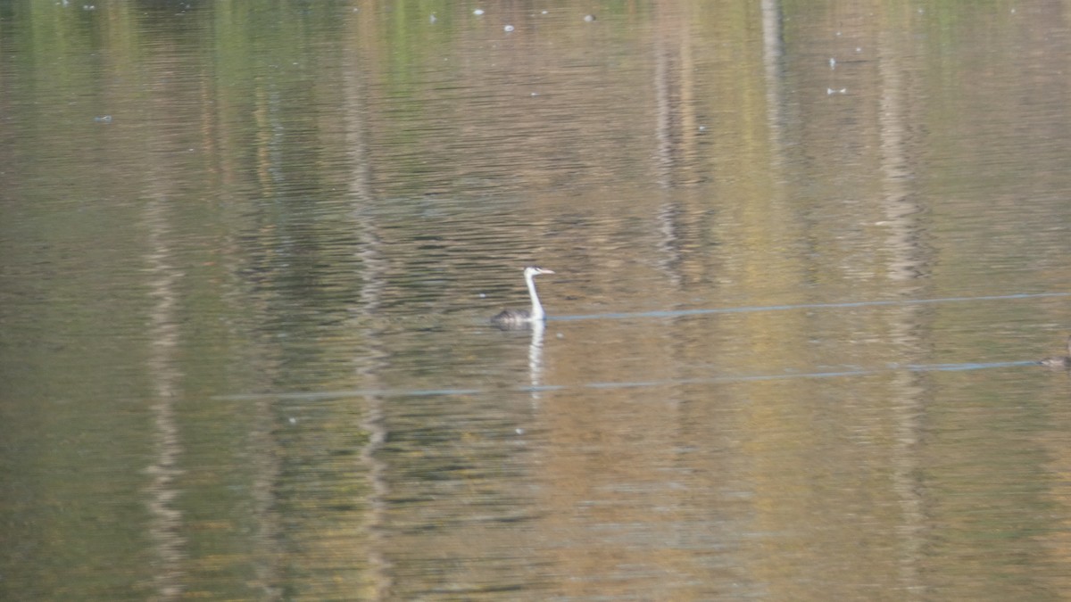 Great Crested Grebe - ML642976917