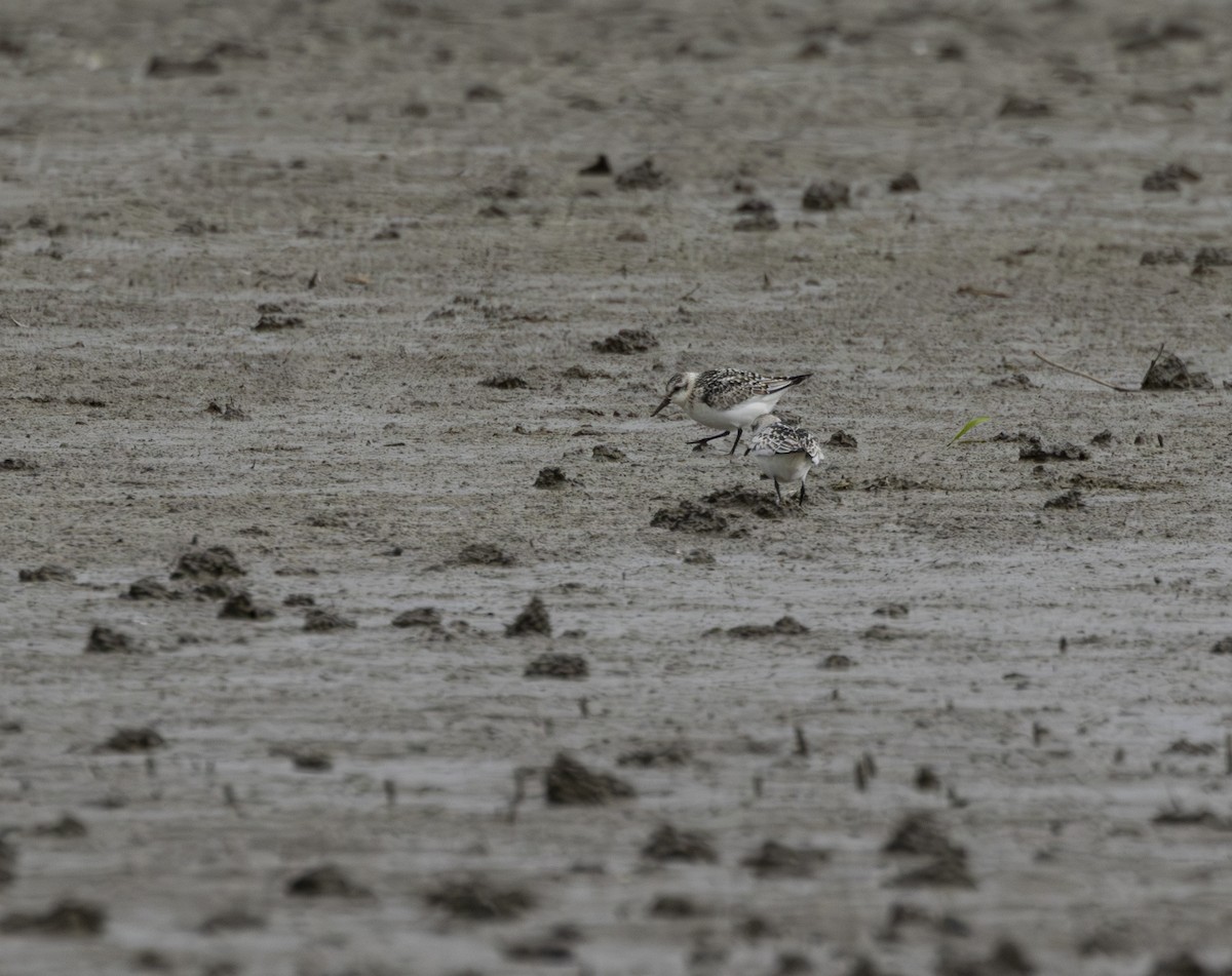 Гурвалж элсэг - ML642976920