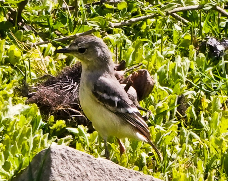 Short-tailed Field Tyrant - ML642976921